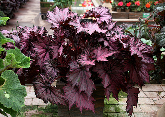 B. ‘Curly California’